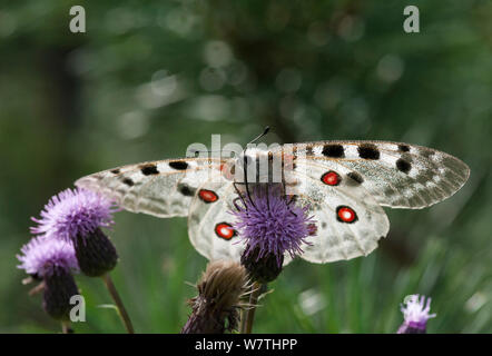 Randonnée papillon Apollon (Parnassius apollo), le sud-ouest de la Finlande, Juillet. Banque D'Images