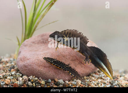 Le nord de Triton crêté (Triturus cristatus) et Lisse Newt (Triturus vulgaris) mâles, dans l'aquarium, Îles Aland, en Finlande, en avril. Banque D'Images