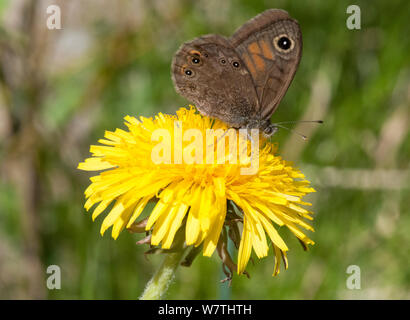 Mur Nord Brown (Lasiommata petropolitana) se nourrissant de nectar de pissenlit, Carélie du Sud, le sud de la Finlande, juin. Banque D'Images