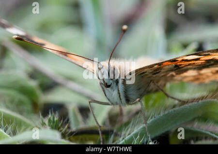 Papillon belle dame (Vanessa cardui) portrait, Carélie du Sud, le sud de la Finlande, juin. Banque D'Images