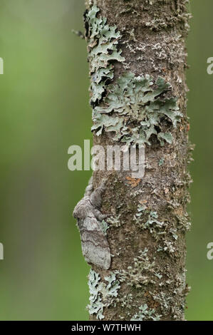(Calliteara pudibunda Tussock pâle) mâle espèce reposant sur tronc d'arbre bien camouflée entre les lichens, Carélie du Sud, le sud de la Finlande, août. Banque D'Images