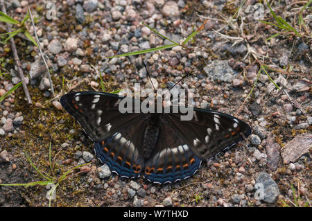 L'amiral peuplier papillon (Limenitis populi) mâle puddlage sur route, le centre de la Finlande, juin Banque D'Images