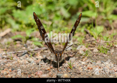 L'amiral peuplier papillon (Limenitis populi) mâle puddlage sur route, le centre de la Finlande, juin. Banque D'Images