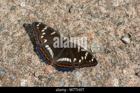 L'amiral peuplier papillon (Limenitis populi) mâle puddlage sur route, le centre de la Finlande, juin. Banque D'Images