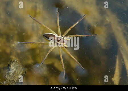 Araignée Dolomedes fimbriatus (Raft) sur la surface de l'eau, le centre de la Finlande, de mai. Banque D'Images