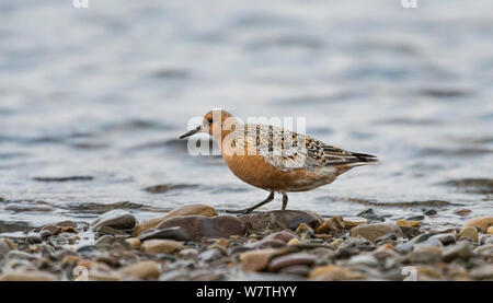 Bécasseau maubèche (Calidris canutus) adulte sur plage, Norvège, juin. Banque D'Images