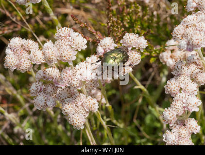 Rose-hanneton européen (Protaetia cuprea) sur une montagne (Antennaria dioica) éternelle le nord de la Finlande, juin. Banque D'Images