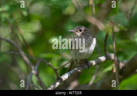 Spotted Flycatcher (Muscicapa striata) perché, Carélie du Sud, le sud de la Finlande, juin. Banque D'Images