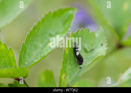 Papillon machaon (Papilio machaon) Caterpillar, Carélie du Sud, le sud de la Finlande, Juillet. Banque D'Images