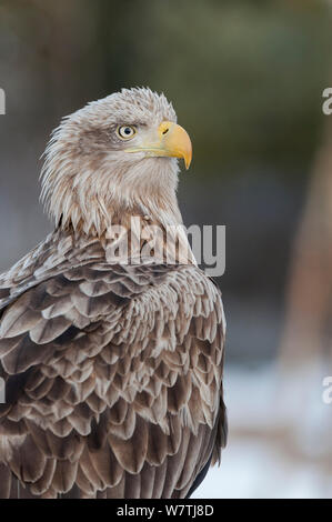 À queue blanche (Haliaeetus albicilla) portrait, le sud-ouest de la Finlande, mars. Banque D'Images