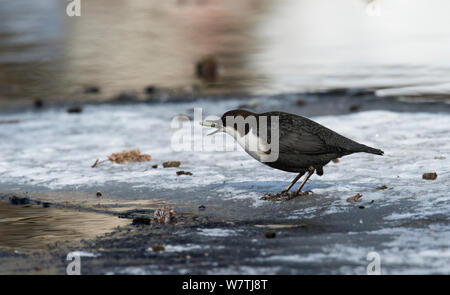 White-throated Dipper (Cinclus cinclus cinclus) se nourrissent de larves de phryganes, Finlande centrale, mars. Banque D'Images