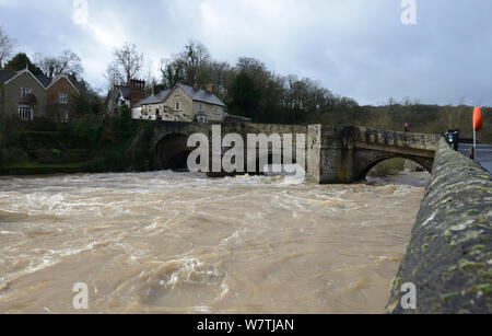 Teme rivière en crue qui coule sous le pont Ludford, Ludlow, Shropshire, Angleterre, Royaume-Uni, 15 février 2014. Banque D'Images