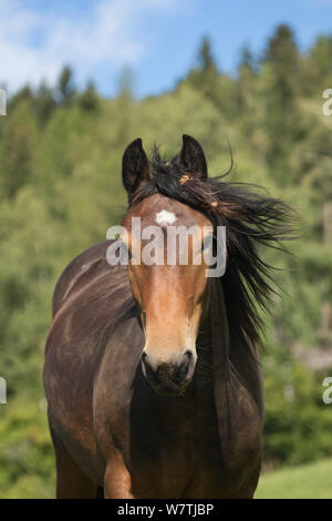 Pouliche Noriker portrait, St Oswald, Carynthia, Autriche, septembre. Banque D'Images