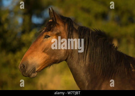 Pouliche Noriker portrait, St Oswald, Carynthia, Autriche, septembre. Banque D'Images