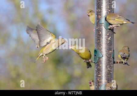 Greenfinches (Carduelis chloris) se disputant à une mangeoire, Norfolk, Angleterre, Royaume-Uni, décembre. Banque D'Images