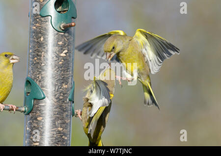 Greenfinches (Carduelis chloris) se disputant à une mangeoire, Norfolk, Angleterre, Royaume-Uni, décembre. Banque D'Images