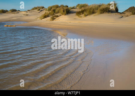 Dunes de sable couvert de roseaux (Ammophila arenaria) endommagée par le 6 décembre côte est les ondes de tempête, les modèles causé par la décrue des eaux, Holkham beach, Norfolk, Angleterre, Royaume-Uni, décembre 2013. Banque D'Images