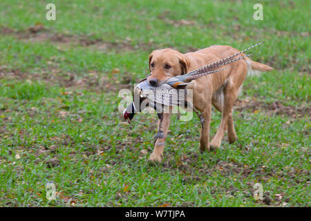 L'extraction d'un labrador jaune shot Merle (Phasianus colchicus), Norfolk, Angleterre, Royaume-Uni, décembre. Banque D'Images