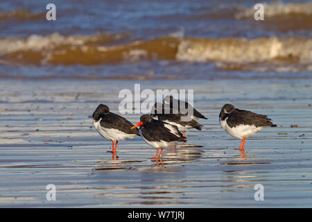 Eurasian oystercatcher (Haematopus ostralegus) reposant sur une vasière, Norfolk, Angleterre, Royaume-Uni, novembre. Banque D'Images