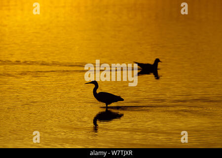 Aigrette garzette (Egretta garzetta) et noir Mouette (Chroicocephalus ridibundus) qui se profile au coucher du soleil, le CLAJ NWT marais réserver, Norfolk, Angleterre, Royaume-Uni, novembre. Banque D'Images