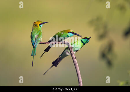 Vert Trois des guêpiers (Merops orientalis) avec des proies, parc national de Yala, au Sri Lanka. Banque D'Images