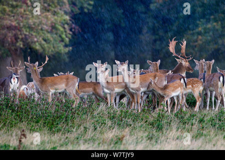 Le daim (Dama dama), buck et n,Holkham, Norfolk, Angleterre, Royaume-Uni, octobre. Banque D'Images