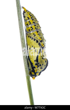 Papillon blanc veiné noir (Aporia crataegi) crysalis, Mornèse, Italie, juin. Projet d'Meetyourneighbors.net Banque D'Images