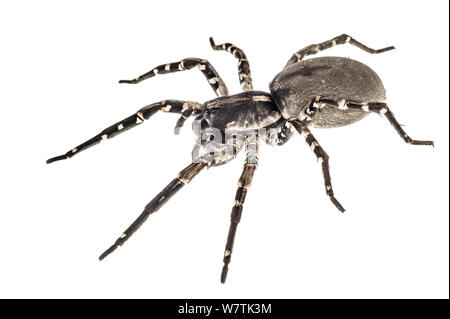 Deserta Grande wolf spider (Hogna ingens) Madère, Portugal, mai. Projet d'Meetyourneighbors.net Banque D'Images