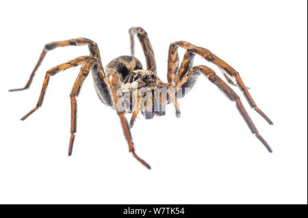 Wolf spider (Hogna radiata) femelle adulte, Toscane, Italie, septembre. Projet d'Meetyourneighbors.net Banque D'Images