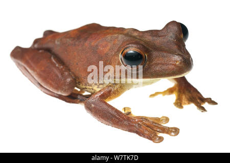 Hypsiboas boans Treefrog (Gladiator), montagnes Kanuku Guyana. Projet d'Meetyourneighbors.net Banque D'Images