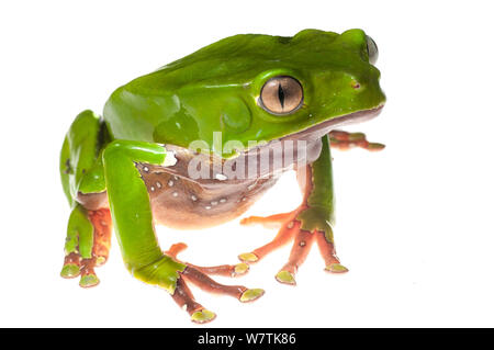 Rainette singe cireuse géant (Phyllomedusa bicolor) Montagnes Kanuku, Guyana. Projet d'Meetyourneighbors.net Banque D'Images