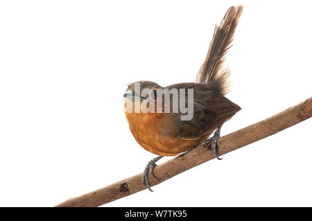 (Cercomacra tyrannina Dusky Antbird Iwokrama, Guyana). Projet d'Meetyourneighbors.net Banque D'Images