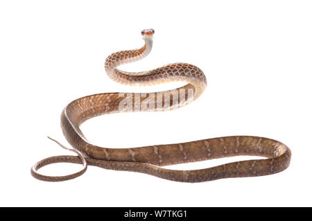 Brown serpent Chironius fuscus (SIPO) Parbara, Guyana. Projet d'Meetyourneighbors.net Banque D'Images