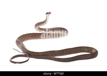 Brown serpent Chironius fuscus (SIPO) Parbara, Guyana. Projet d'Meetyourneighbors.net Banque D'Images