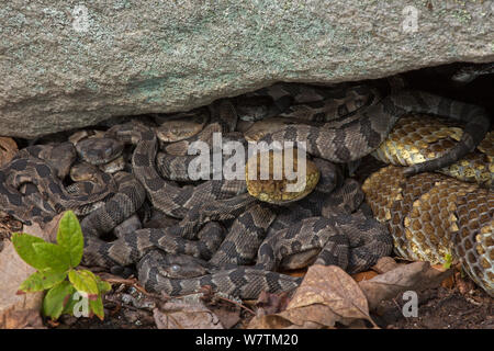 Le Crotale des bois (Crotalus horridus) nouveau-né les jeunes avec des profils, Pennsylvania, USA, septembre. Banque D'Images