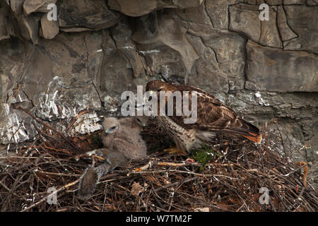 Buse à queue rousse (Buteo jamaicensis) au nid, New York, USA, mai. Banque D'Images