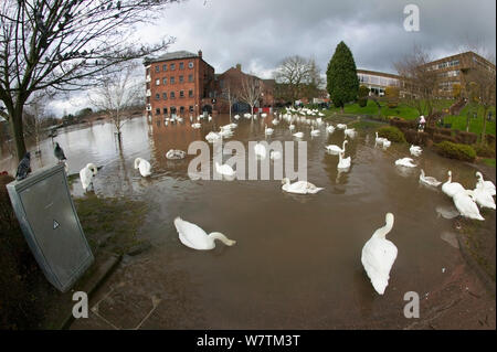 Le Cygne tuberculé (Cygnus olor) piscine en centre-ville de Worcester, au cours de février 2014 Inondations, Worcester, England, UK, 10 février 2014. Banque D'Images