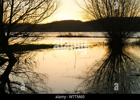 Crack saule (Salix fragilis) en janvier 2014, les inondations à l'ouest de la réserve RSPB Sedgemoor, Somerset, Angleterre, Royaume-Uni, 11 janvier 2014. Banque D'Images