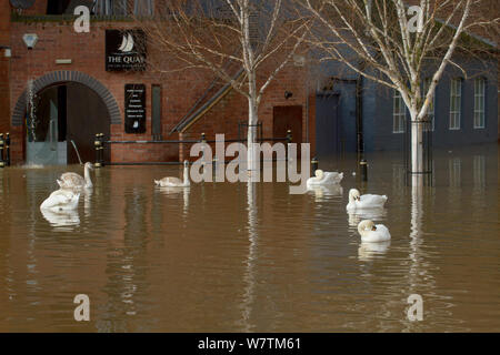 Le Cygne tuberculé (Cygnus olor) piscine en centre-ville de Worcester, au cours de février 2014 Inondations, Worcester, England, UK, 10 février 2014. Banque D'Images