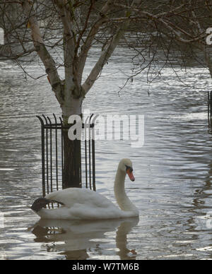 Mute Swan (Cygnus olor) natation par arbre en centre-ville au cours de février 2014 Inondations, Worcester, England, UK, 10 février 2014. Banque D'Images