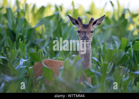 Red Deer (Cervus elaphus) mâle à nouveau la croissance des bois, la réserve RSPB Minsmere, Suffolk, Angleterre, Royaume-Uni, août. Banque D'Images