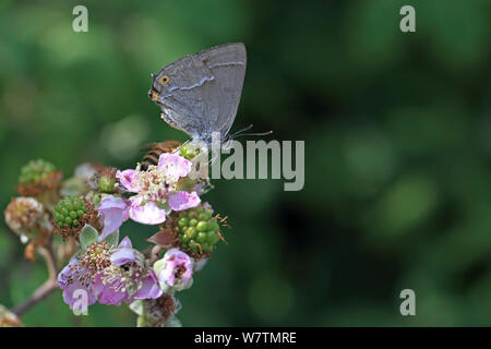 Purple Hairstreak (Neozephyrus quercus) Suffolk, Angleterre, Royaume-Uni, août. Banque D'Images