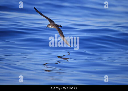 Grand (Puffinus gravis) en vol, le Portugal, Octobre. Banque D'Images