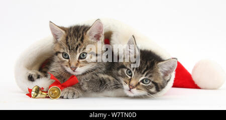 Cute chatons tabby, Stanley et Fosset, 7 semaines, dans un chapeau, le Père Noël contre fond blanc Banque D'Images