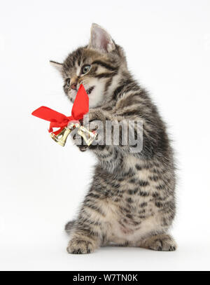 Cute kitten tabby, Fosset, 7 semaines, à jouer avec des cloches de Noël sur un ruban rouge, contre fond blanc Banque D'Images