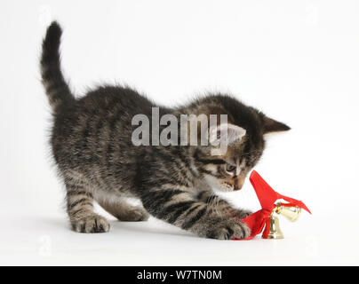 Cute kitten tabby, Fosset, 7 semaines, à jouer avec des cloches de Noël sur un ruban rouge, contre fond blanc Banque D'Images