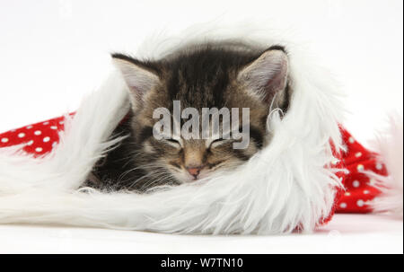 Cute kitten tabby, Fosset, 5 semaines, dormant dans un Père Noël hat, against white background Banque D'Images