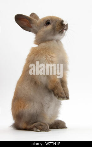 Bébé lapin brun debout, contre fond blanc Banque D'Images