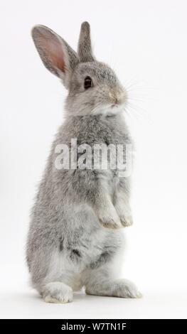 Argent bébé lapin debout, contre fond blanc Banque D'Images