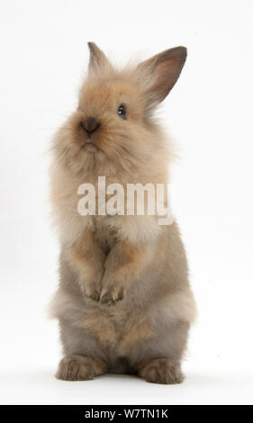 Jeune lapin debout, contre fond blanc Banque D'Images